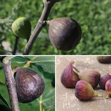 Collection of three different fig trees
