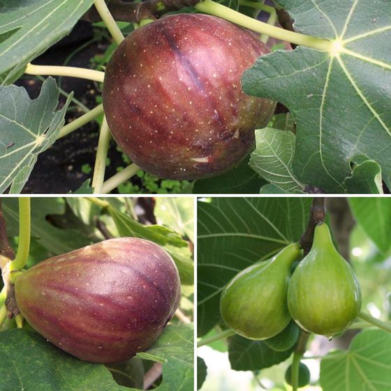 Collection of three different fig trees