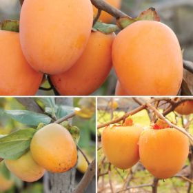 Collection of three different persimmon trees