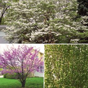 Collection of three different flowering trees