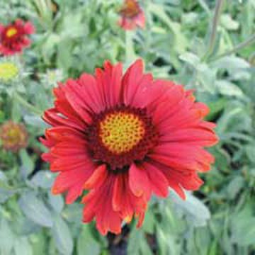 Photo of Burgundy Gaillardia Plant