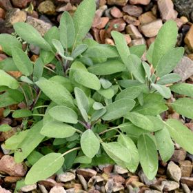 Sage plant planted in rock bed
