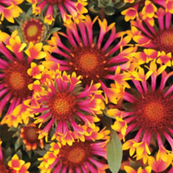 Photo of Fanfare Gaillardia Plant