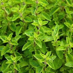 Group of marjoram plants growing outside