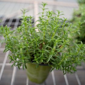 Photo of Savor Winter plant in pot.