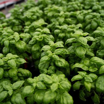 several basil plants together