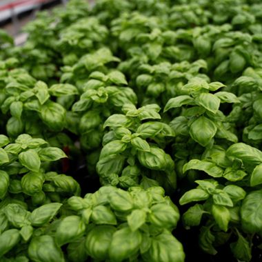 several basil plants together