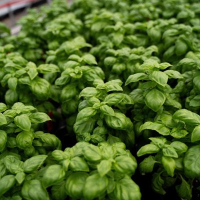 several basil plants together