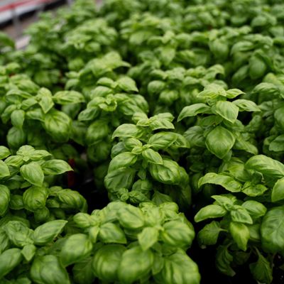 several basil plants together