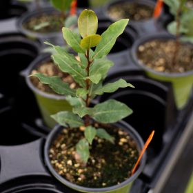 View details for this product Potted Bay Laurel Plant