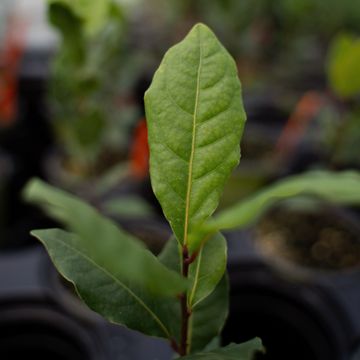 Photo of bay laurel leaves.