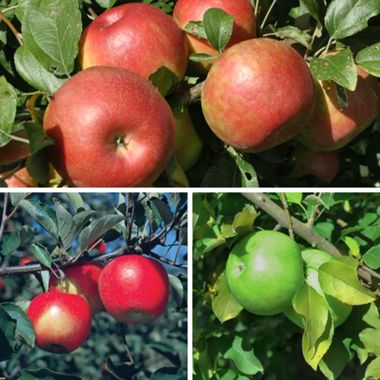 Three apple varieties
