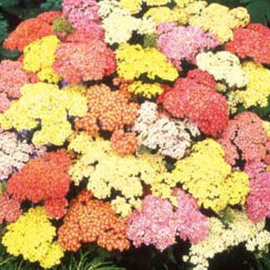 Photo of Summer Pastels Yarrow Plant