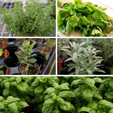 Collection of herbs for fall