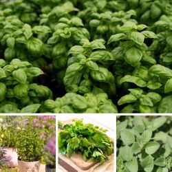 Collection of herbs for your kitchen!