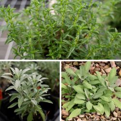 Collection of three sage plants
