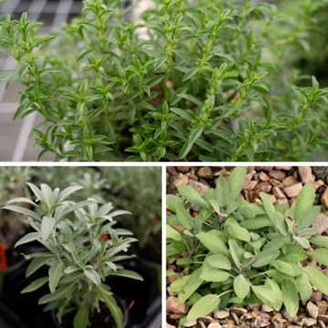 Collection of three sage plants