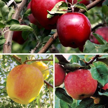 Three exclusive apple varieties