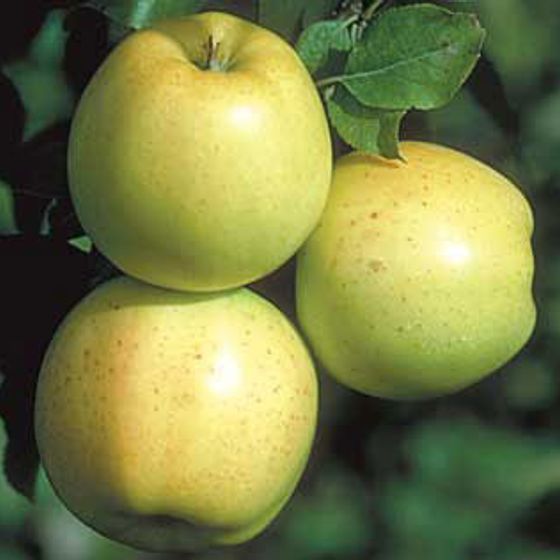 Photo of Honeygold Apple Tree