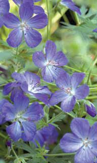 Photo of Johnsons Blue Geranium Plant