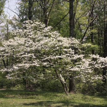 Dogwood bush in landscape