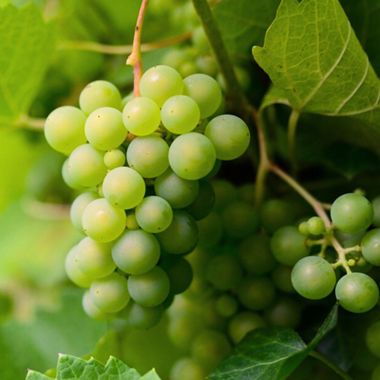 Green Grapes on Vine