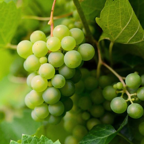 Green Finger Seedless Grape