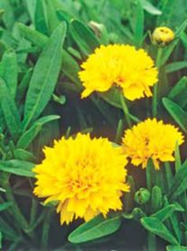 Photo of Early Sunrise Coreopsis Plant