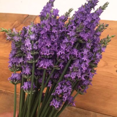 Purple lavender in a bundle