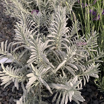 White plant of sensational lavender