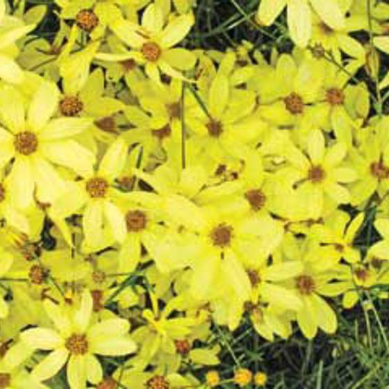 Photo of Moonbeam Coreopsis Plant