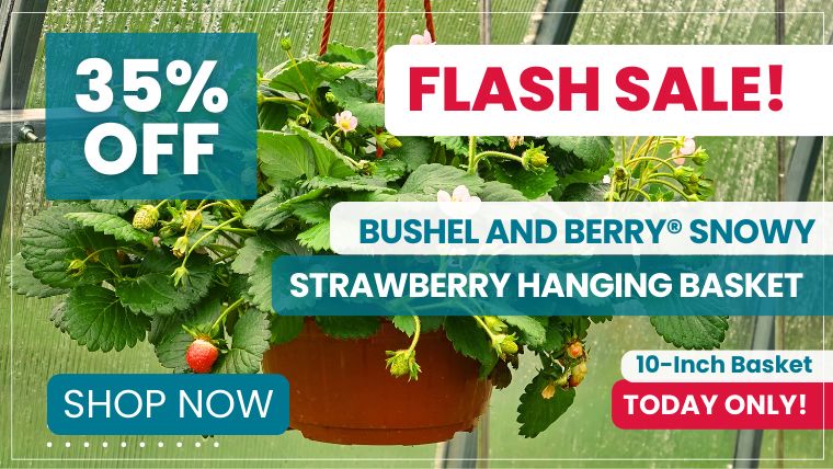 Today only save 35% on this Strawberry Hanging Basket!