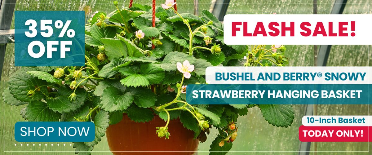 Today only save 35% on this Strawberry Hanging Basket!