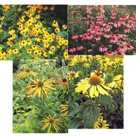 Photo of Coneflower Collection
