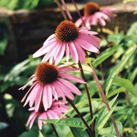 Photo of Purple Coneflower Plant