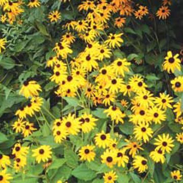 Photo of Goldsturm Black-Eyed Susan Plant