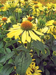 Photo of Big Sky™ Sunrise Coneflower Plant