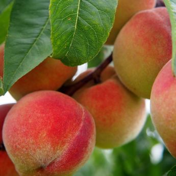 Photo of peaches on tree.