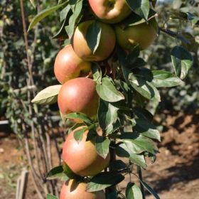 Columnar apple tree with red-yellow fruit