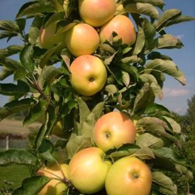 Columnar apple with golden fruit