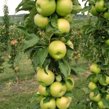 columar apple with green fruit