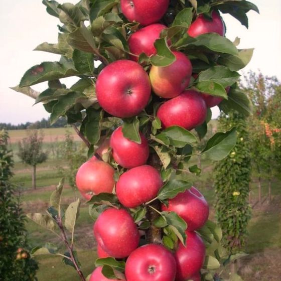 Columnar Apple Tree with Red Fruit