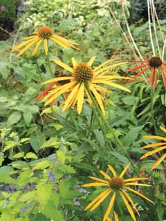 Photo of Mango Meadowbrite™ Coneflower Plant