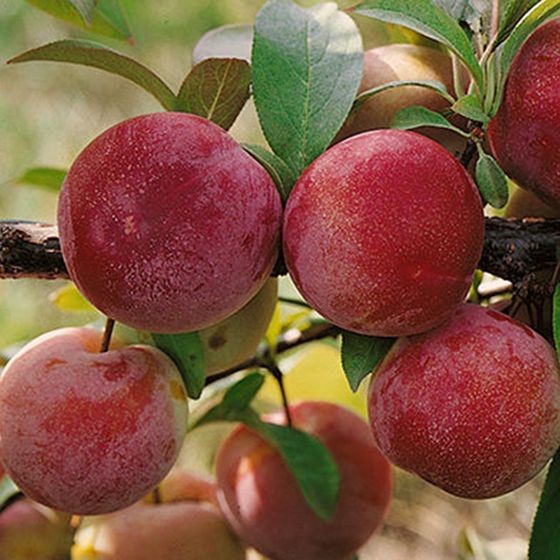 red plums on tree