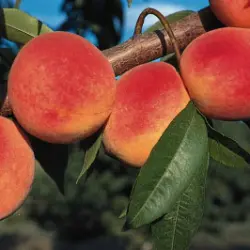 Photo of Redhaven peaches on tree.