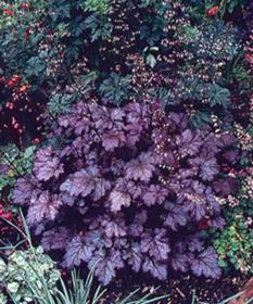 Photo of Amethyst Mist Heuchera Plant