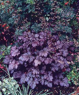 Photo of Amethyst Mist Heuchera Plant