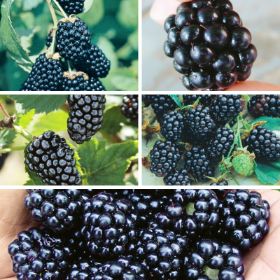 Collection of 5 different blackberries