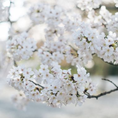 White cherry blossoms on tree