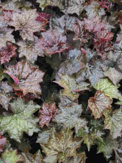 Photo of Purple Palace Heuchera Plant